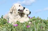 GOLDEN RETRIEVER 464